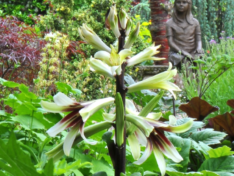 Cardiocrinum giganteum-12873