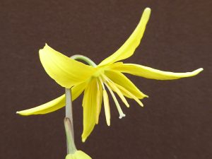 Erythronium tolumnsense x oregonum hybrid 'Harvington Sunshine'-0
