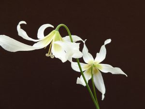 Erythronium 'Harvington Snowgoose'-0