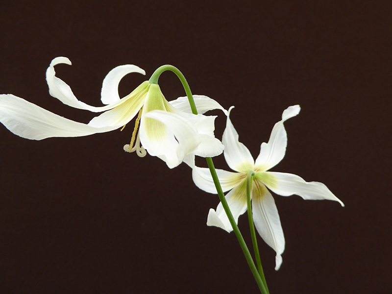 Erythronium 'Harvington Snowgoose'-0