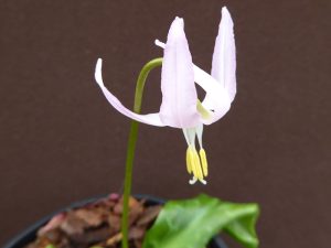 Erythronium revolutum 'Harvington Wild Salmon Hybrids'-0