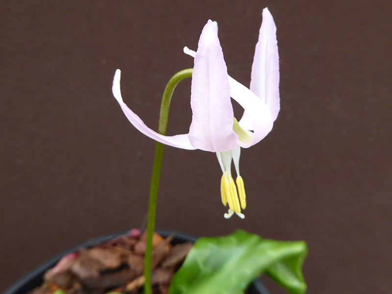 Erythronium revolutum 'Harvington Wild Salmon Hybrids'-0