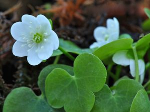 Hepatica nobilis var. glabrata-0