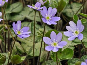 Hepatica x schlyteri (Blue Marble Group)-0