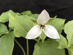 Trillium erectum album 'Harvington Clone'-0