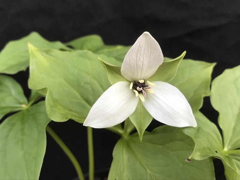 Trillium erectum album 'Harvington Clone'-0