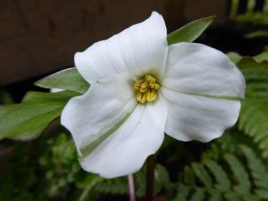 Trillium grandiflorum-0