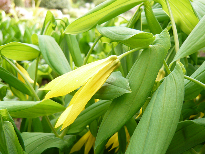 Uvularia grandiflora Wisley Form-0