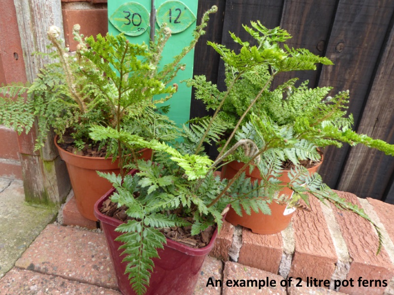 An Evergreen Fern Collection (Three Plants)-12922