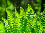 Ferns