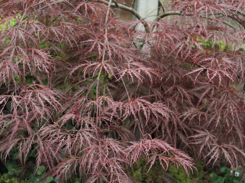 Acer palmatum (dissectum) 'Garnet'-12937
