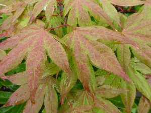 Acer palmatum 'Aka-shigitatsu-sawa'-0