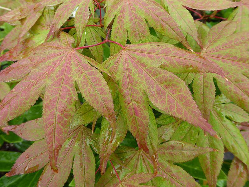 Acer palmatum 'Aka-shigitatsu-sawa'-0