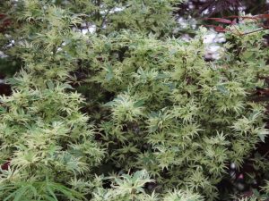 Acer palmatum 'Butterfly'-0
