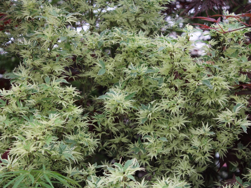 Acer palmatum 'Butterfly'-0