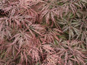 Acer palmatum (dissectum) 'Garnet'-0