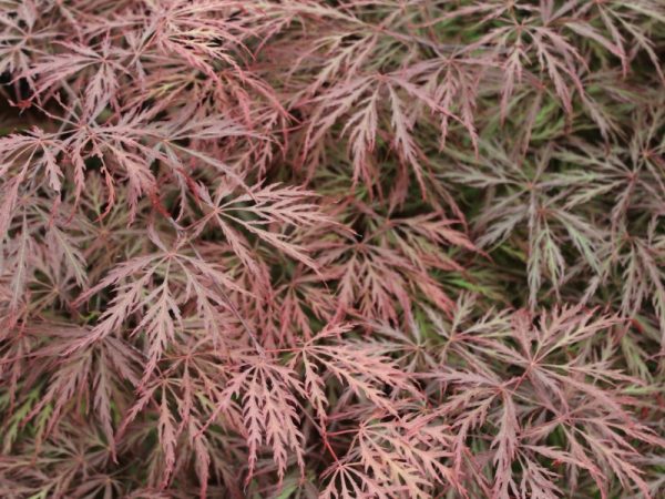 Acer palmatum (dissectum) 'Garnet'-0