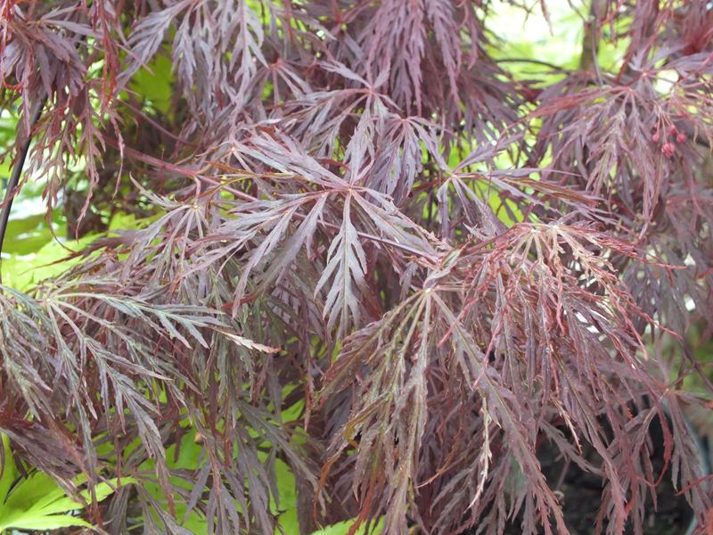 Acer palmatum (dissectum) 'Garnet'-12939