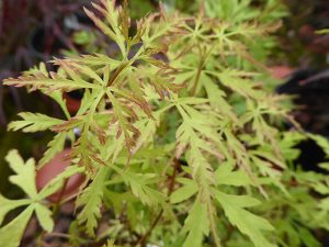 Acer palmatum (dissectum) 'Seiryu'-0