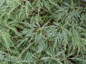 Acer palmatum Dissectum Viride Group-0