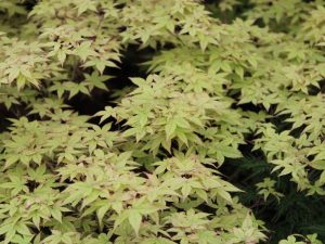 Acer palmatum 'Katsura'-0