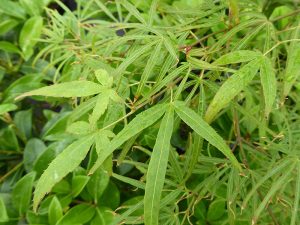 Acer palmatum 'Linearilobum'-0