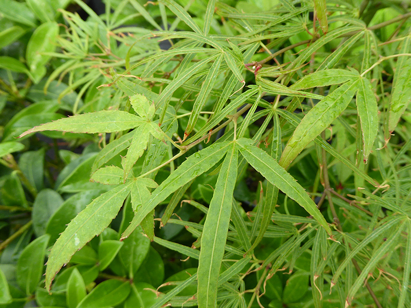 Acer palmatum 'Linearilobum'-0