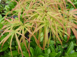 Acer palmatum 'Linearilobum Rubrum'-0