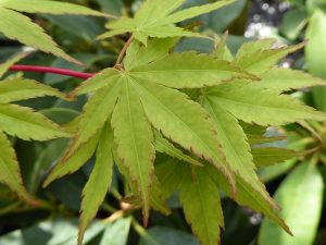 Acer palmatum 'Senkaki' -0