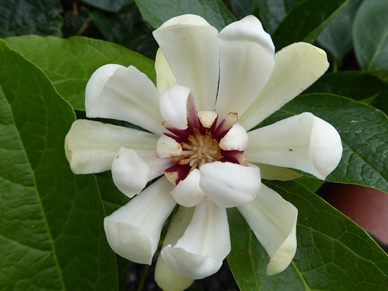 Calycanthus 'Venus'-0