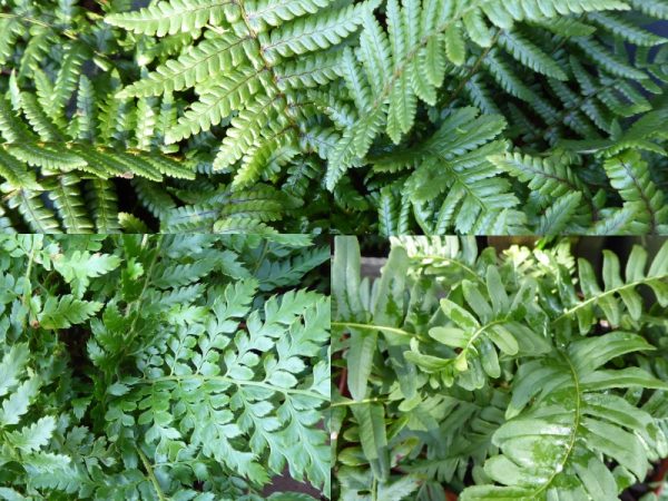 A Beginner’s Collection of Ferns (Three Plants)-0