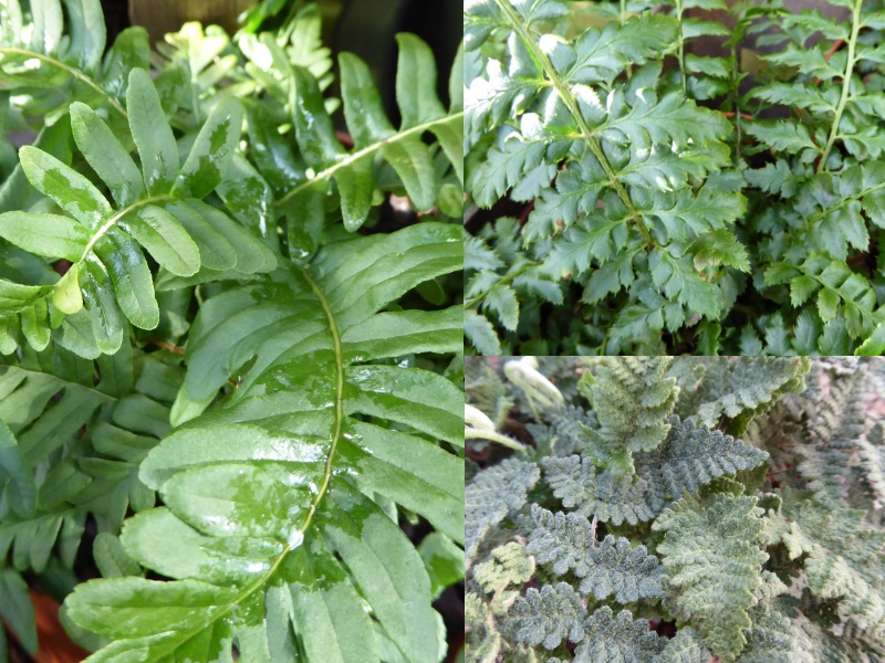 A Collection of Ferns for Dry Shade (Three Plants)-0