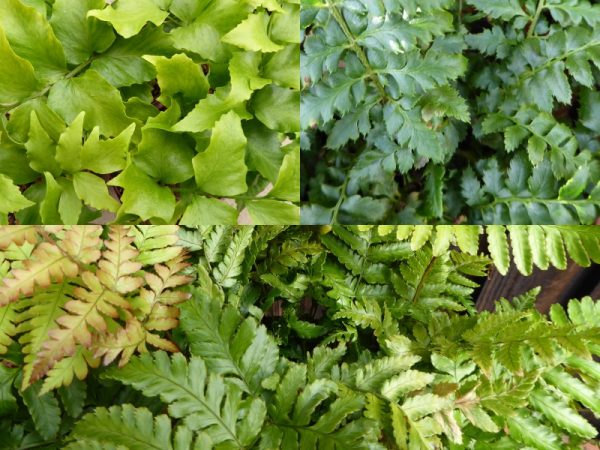 An Evergreen Fern Collection (Three Plants)-0