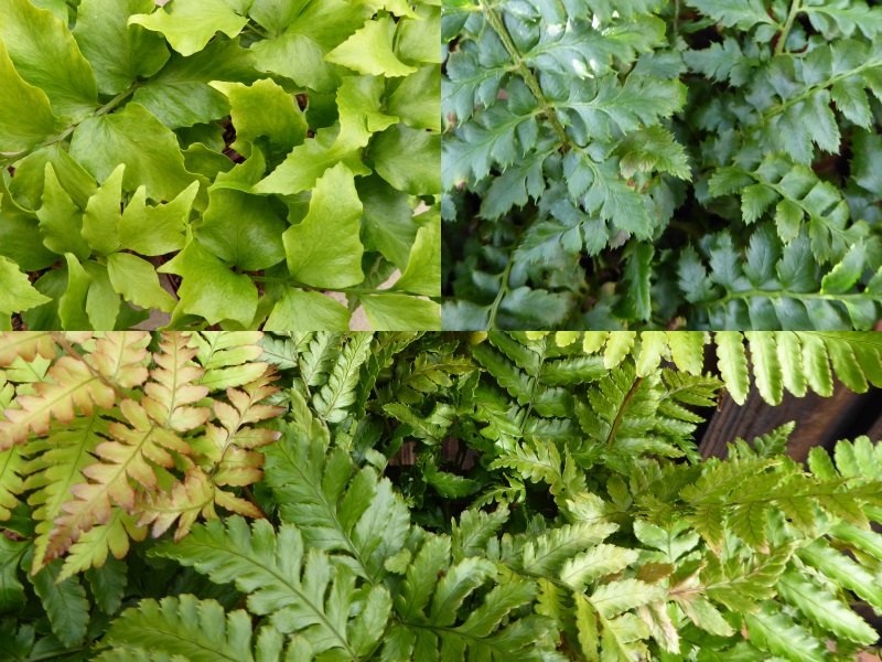 An Evergreen Fern Collection (Three Plants)-0