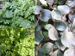 A Premier Collection of Ferns (Three Plants)-0