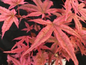 Acer palmatum 'Shindeshojo'-0