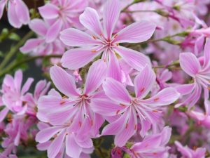 Lewisia cotyledon var heckneri-0