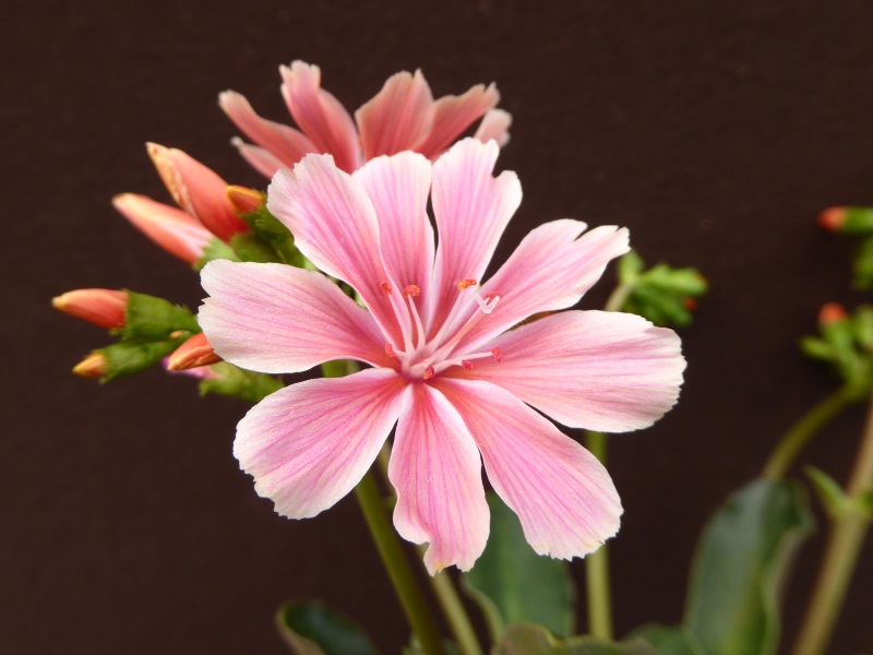 Lewisia cotyledon var heckneri-12910