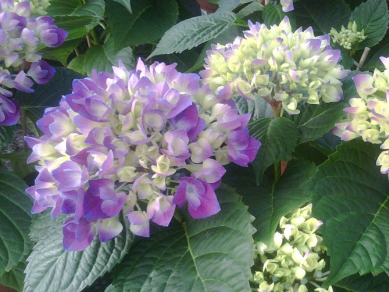 Hydrangea macrophylla 'Amor' (supplied in blue/mauve shades)-13064