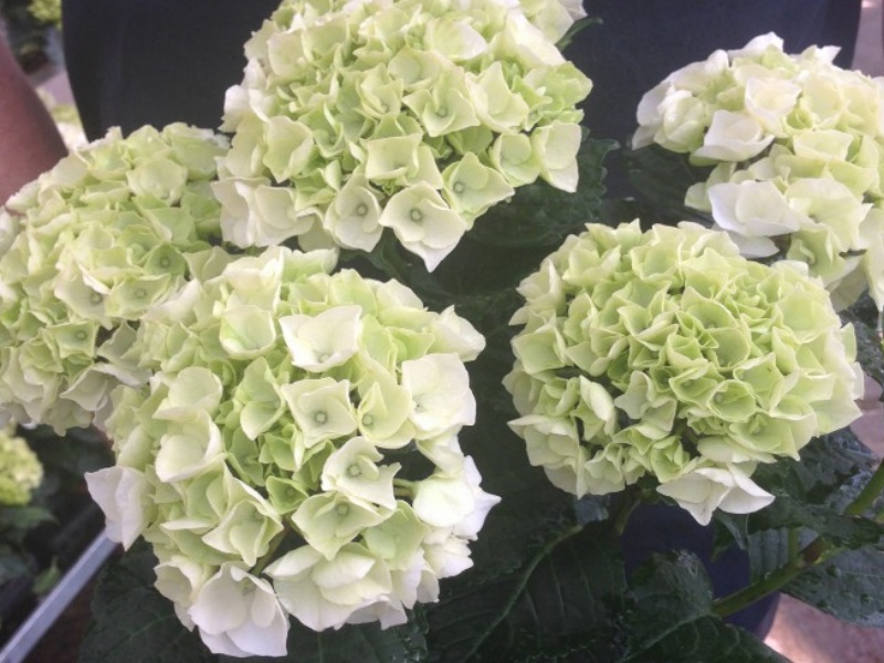Hydrangea macrophylla 'Bianco'-13060