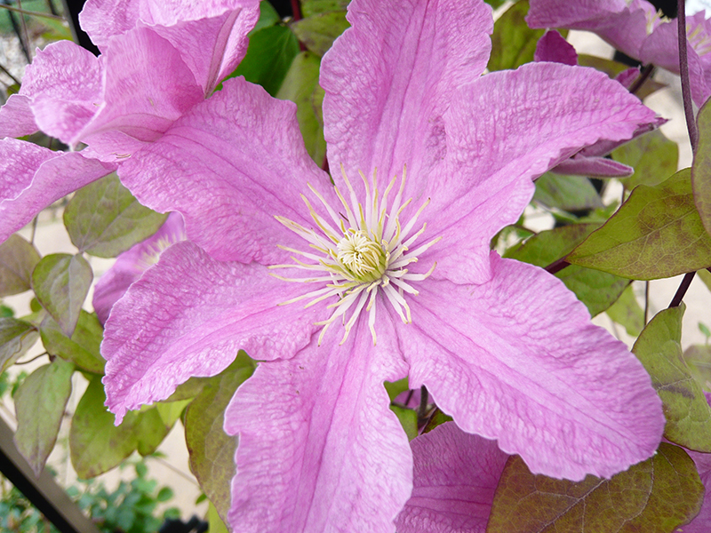 Clematis 'Comtesse de Bouchard'-13042