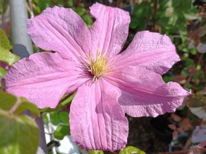 Clematis 'Comtesse de Bouchard'-0