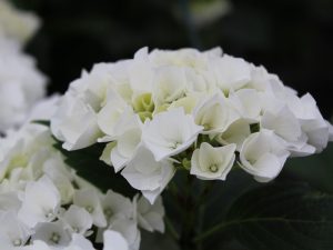 Hydrangea macrophylla 'Bianco'-0