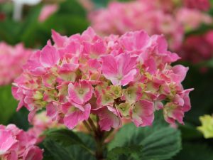 Hydrangea macrophylla 'La vie en rose'-0
