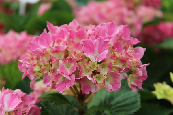 Hydrangea macrophylla 'La vie en rose'-0