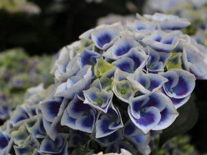 Hydrangea macrophylla 'New Tivoli Bleu' ®-0