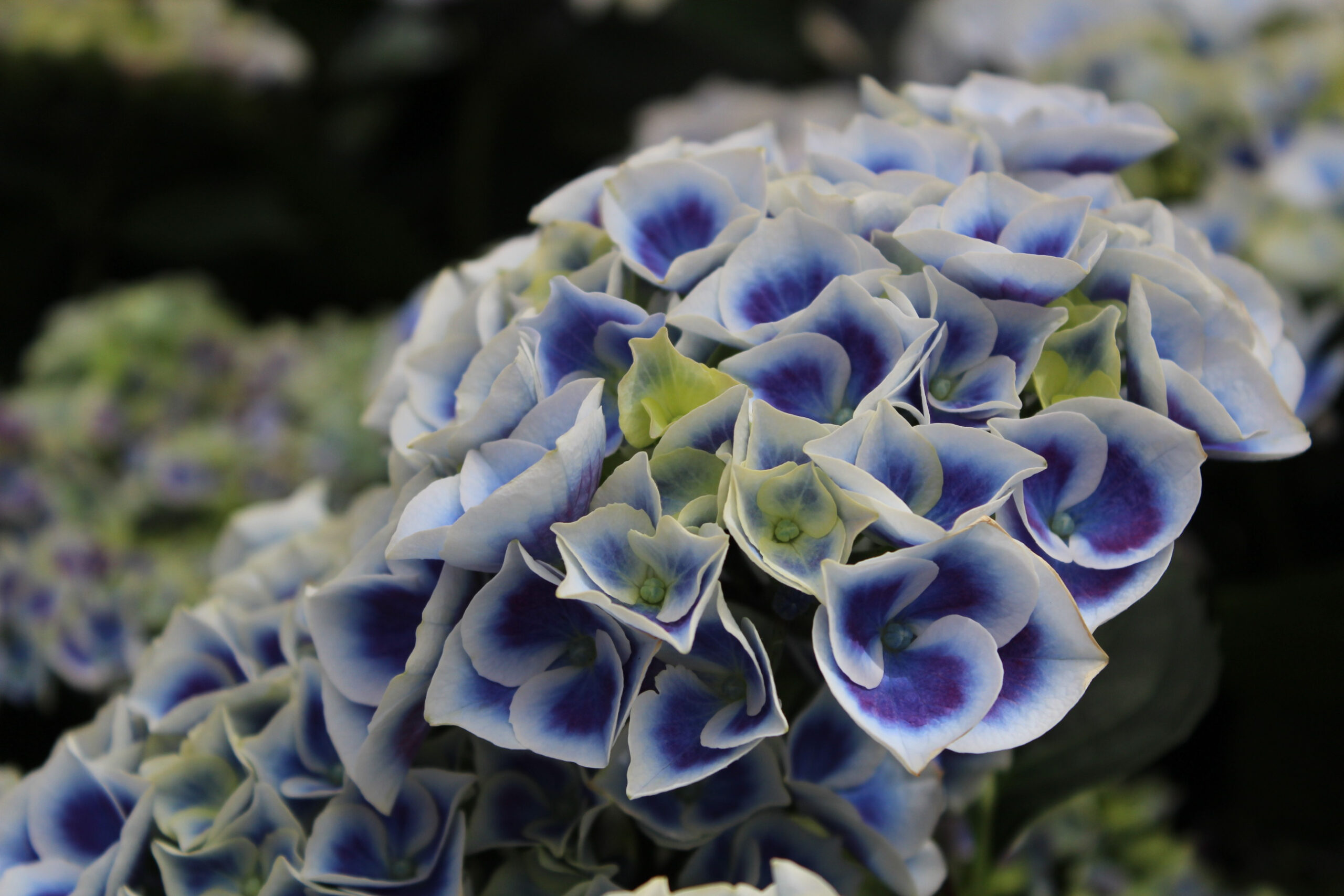 Hydrangea macrophylla 'New Tivoli Bleu' ®-0