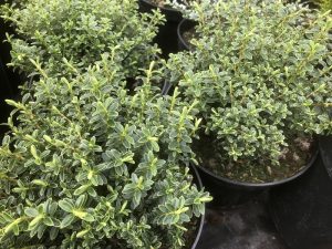 Hebe odora 'New Zealand Gold'-0