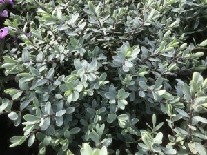 Hebe pinguifolia 'Pagei'-0