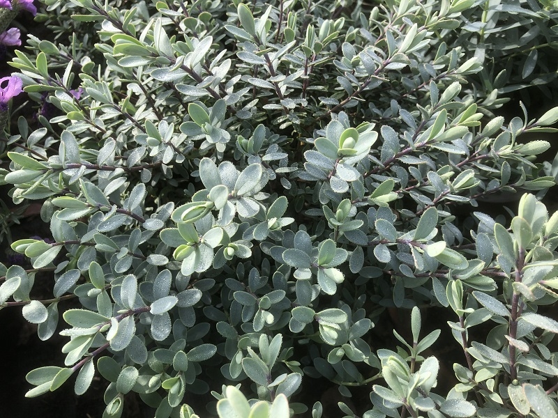 Hebe pinguifolia 'Pagei'-0